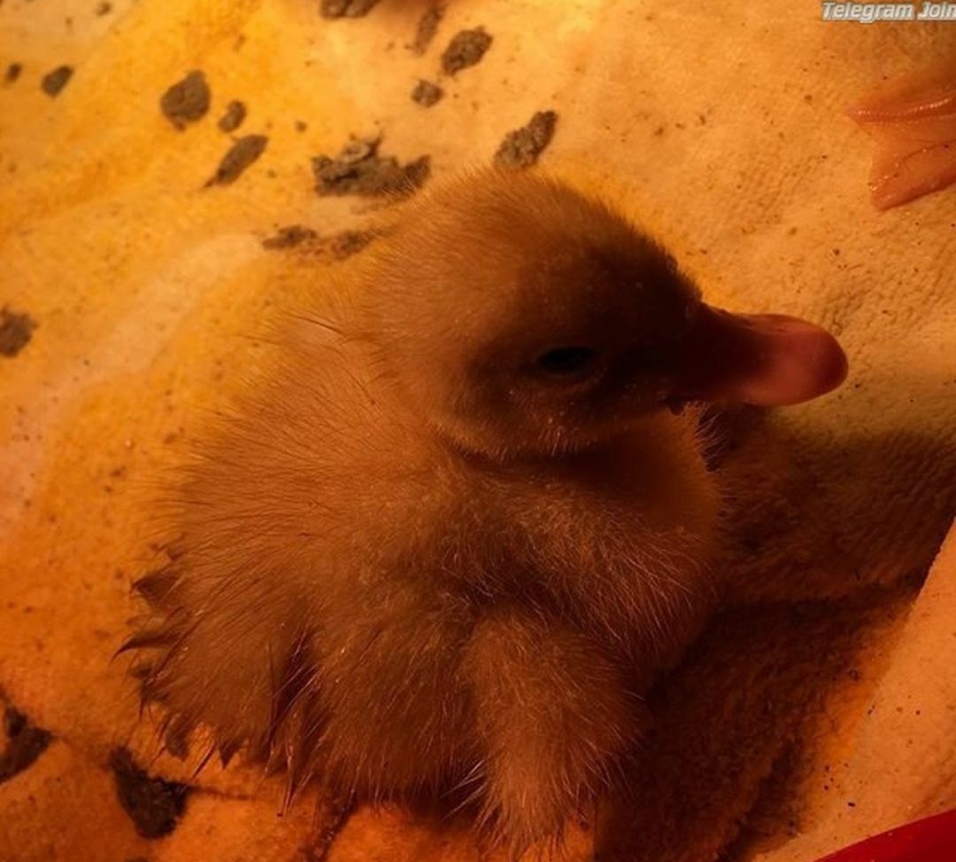 Veronica Wilson desnuda #108668130