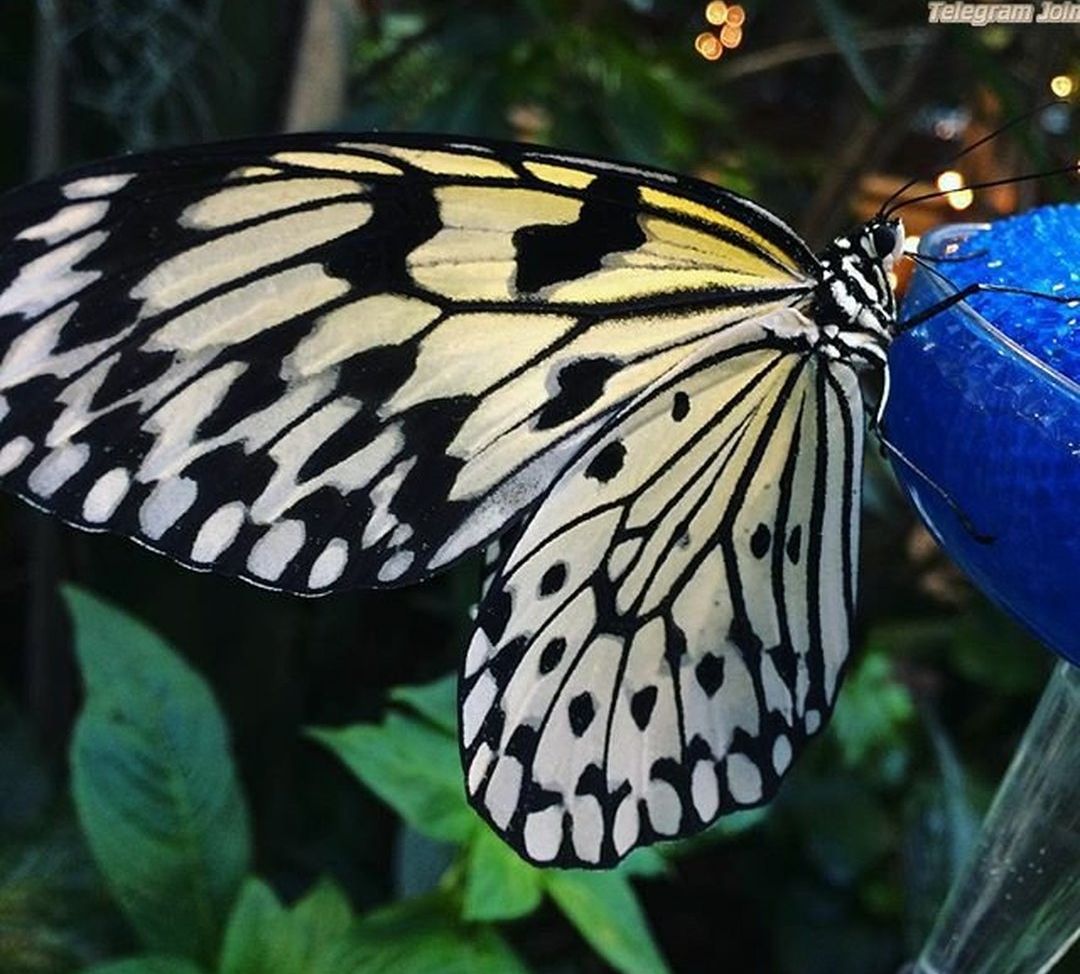 Veronica Wilson desnuda #108668151