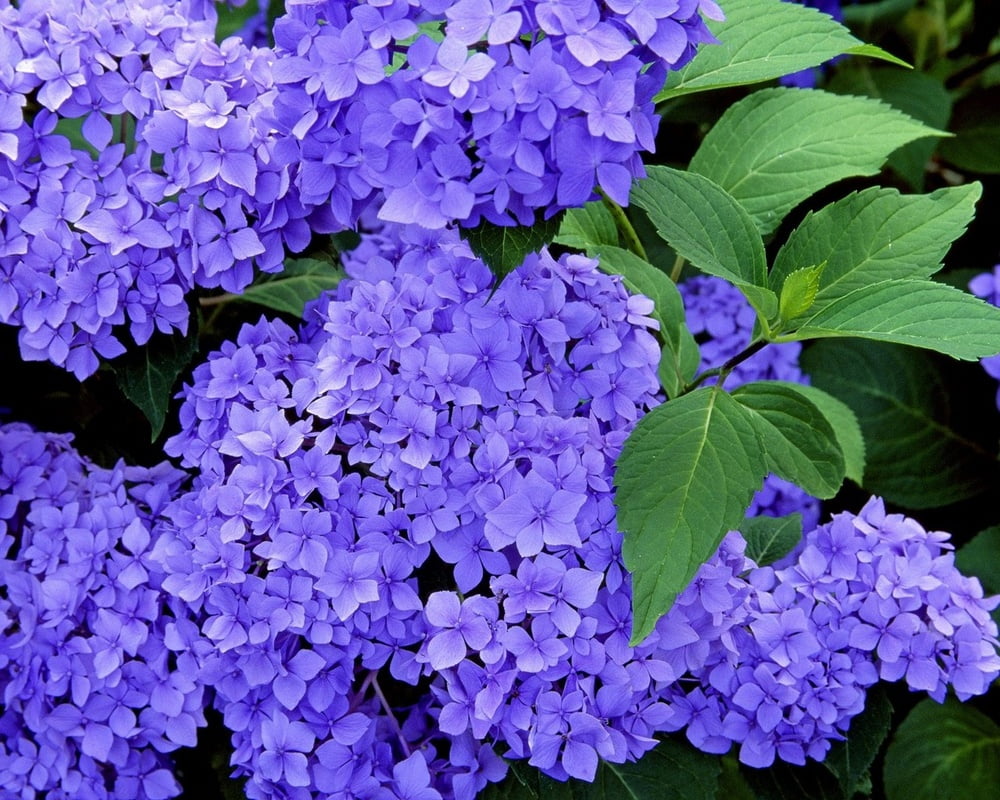 壁紙モニターのコレクション
 #90191505