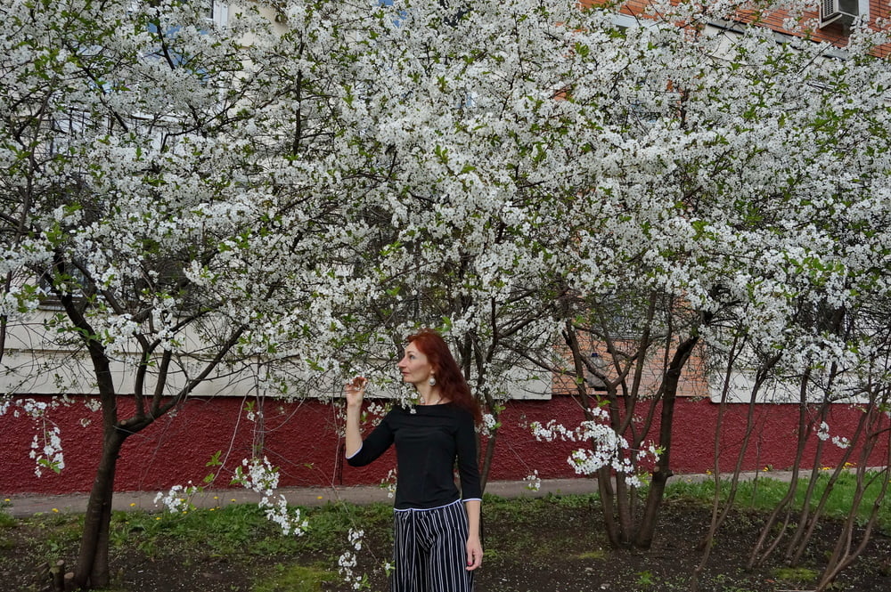 In white cherry-flowers #106928394