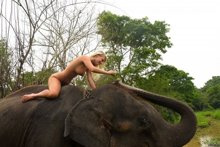 Elephant with naked blonde Woman #88400238