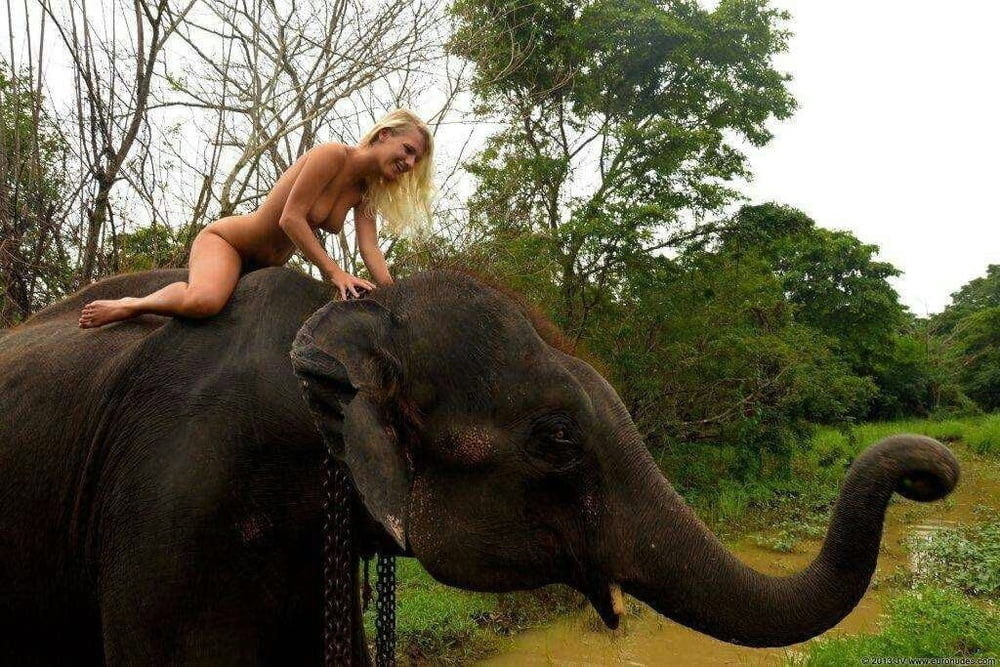 Elephant with naked blonde Woman #88400240