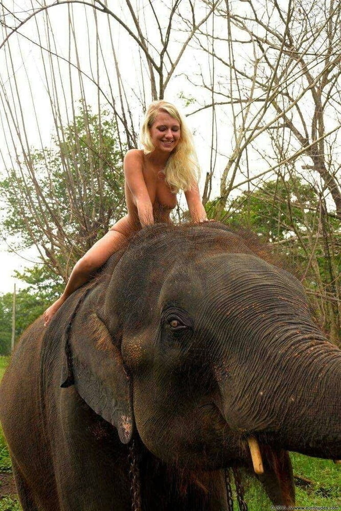 Elephant with naked blonde Woman #88400248