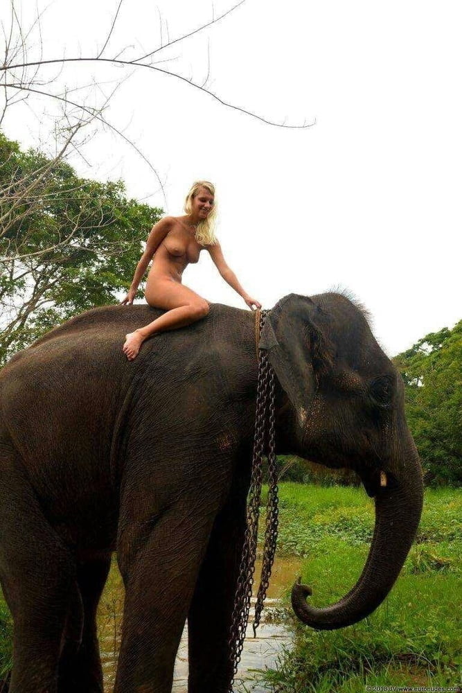 Elephant with naked blonde Woman #88400251