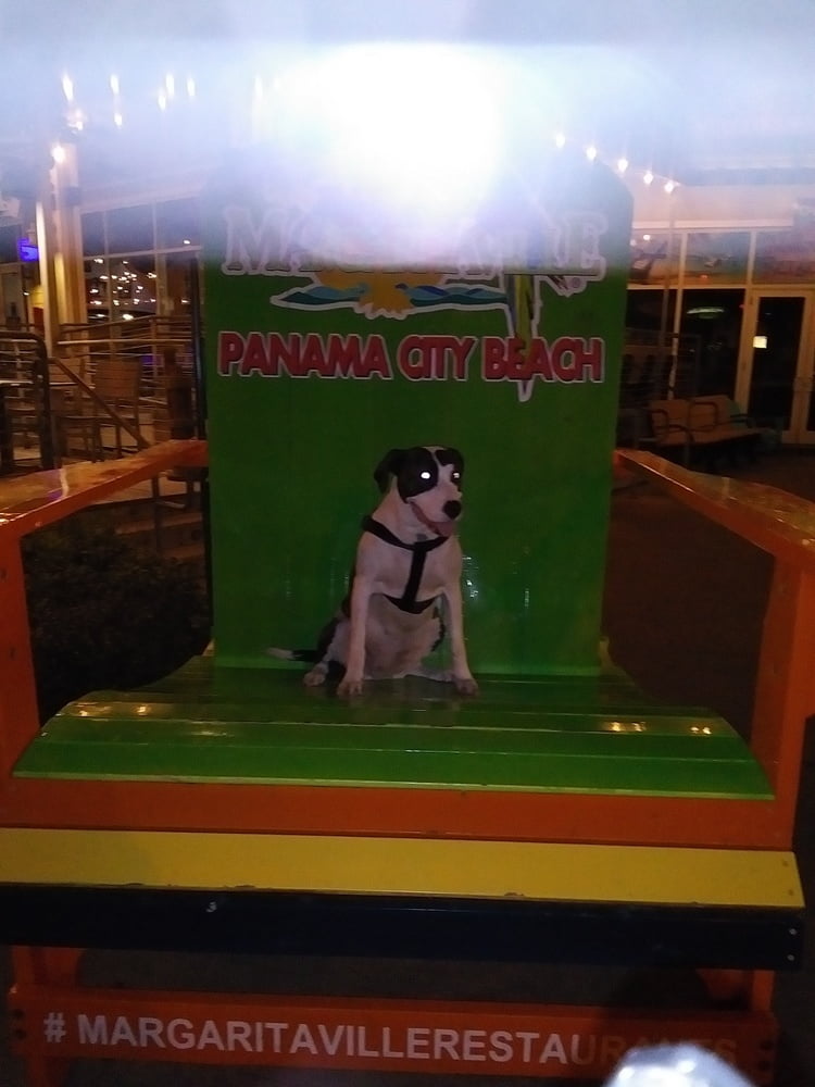 Me playing with my dick and ass #95302556