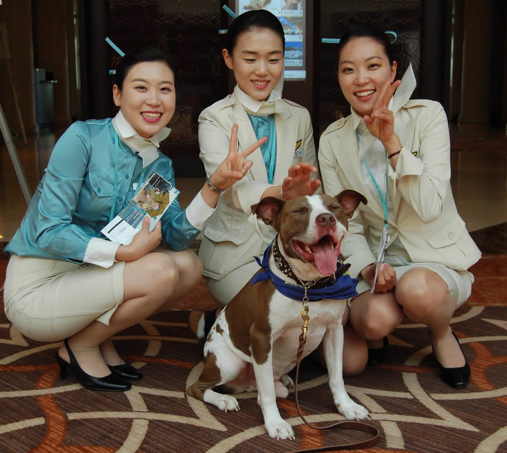 Korean air hostesses #100008398