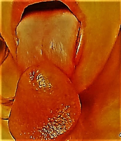 Meine geile verheiratete Milf
 #96437434