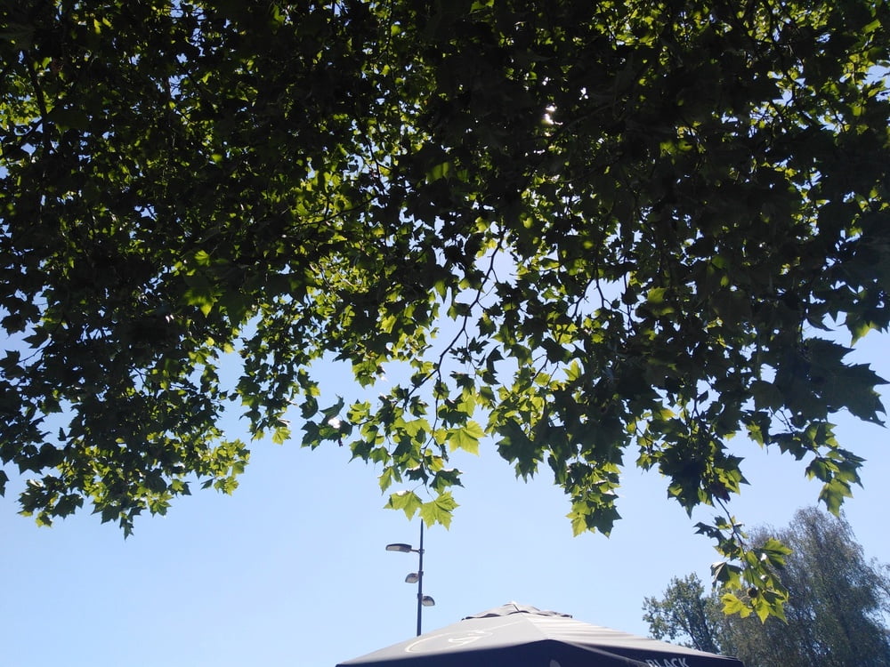 エスカパード・アン・アベノワ
 #87805153