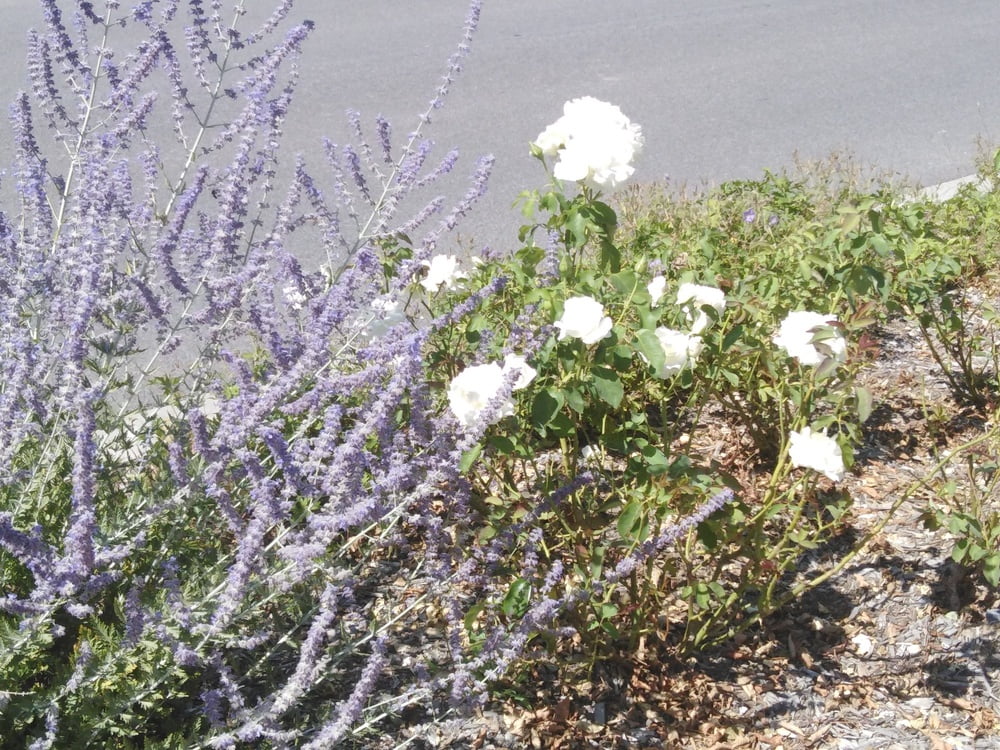 エスカパード・アン・アベノワ
 #87805187