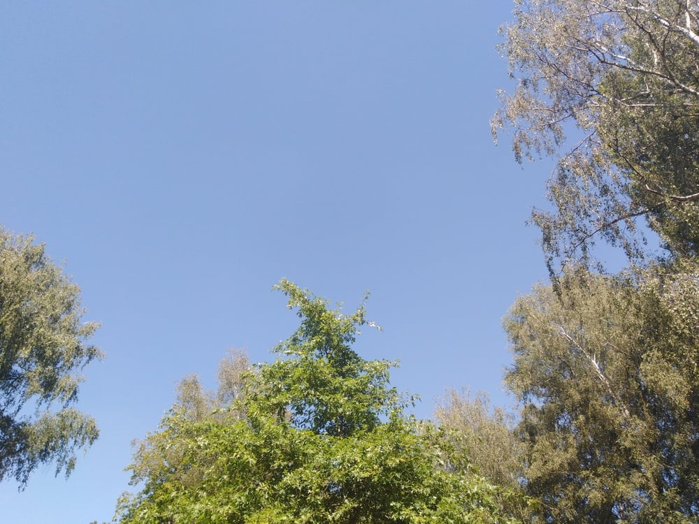 エスカパード・アン・アベノワ
 #87805218