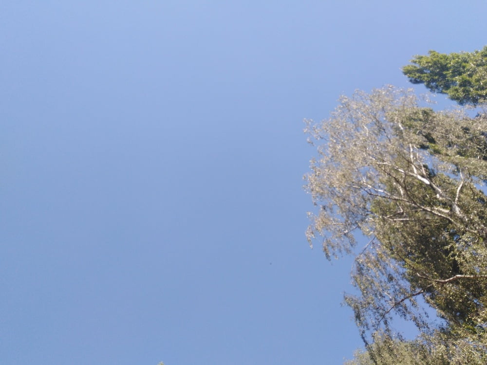 エスカパード・アン・アベノワ
 #87805220