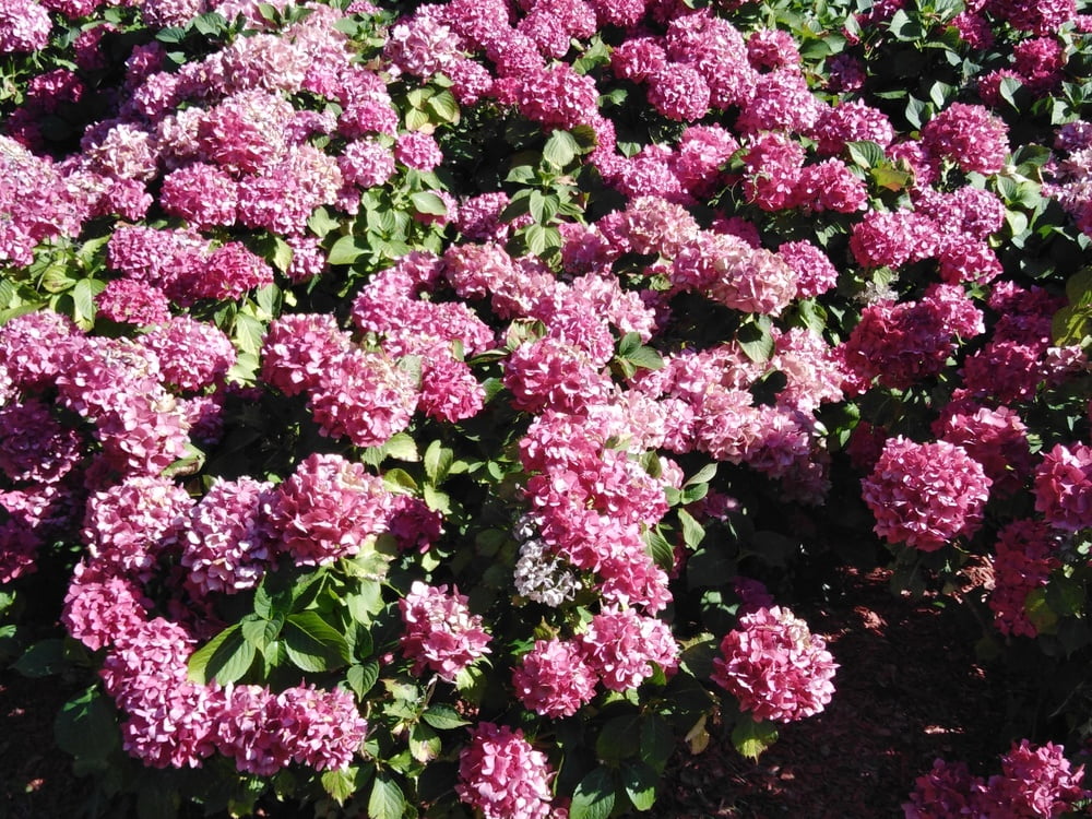 エスカパード・アン・アベノワ
 #87805246