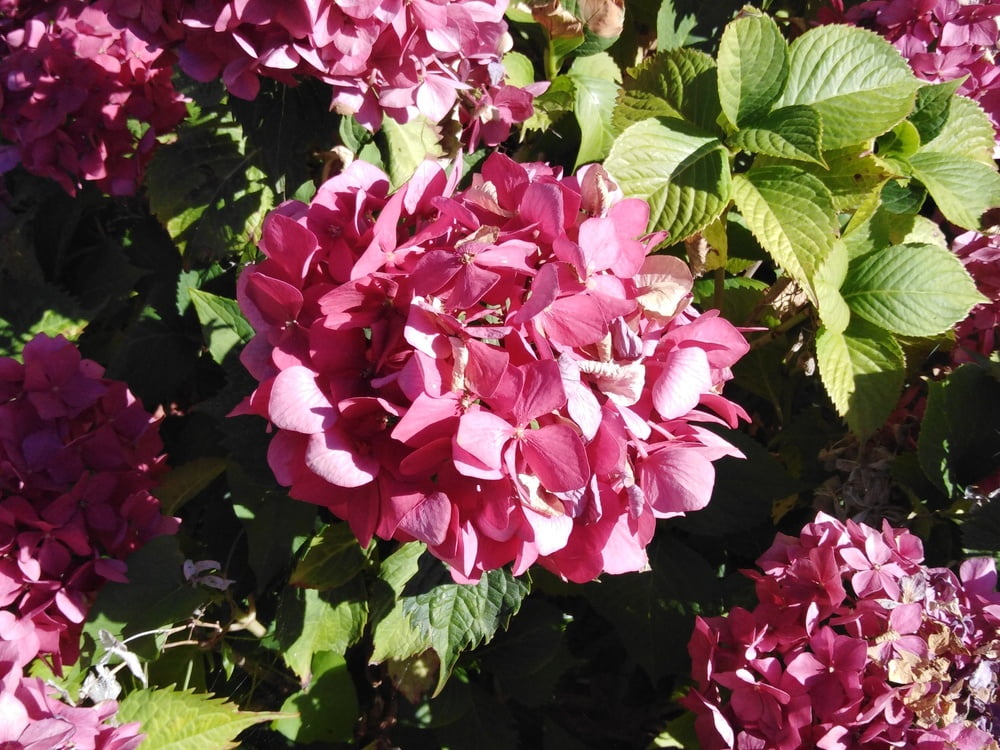 エスカパード・アン・アベノワ
 #87805248