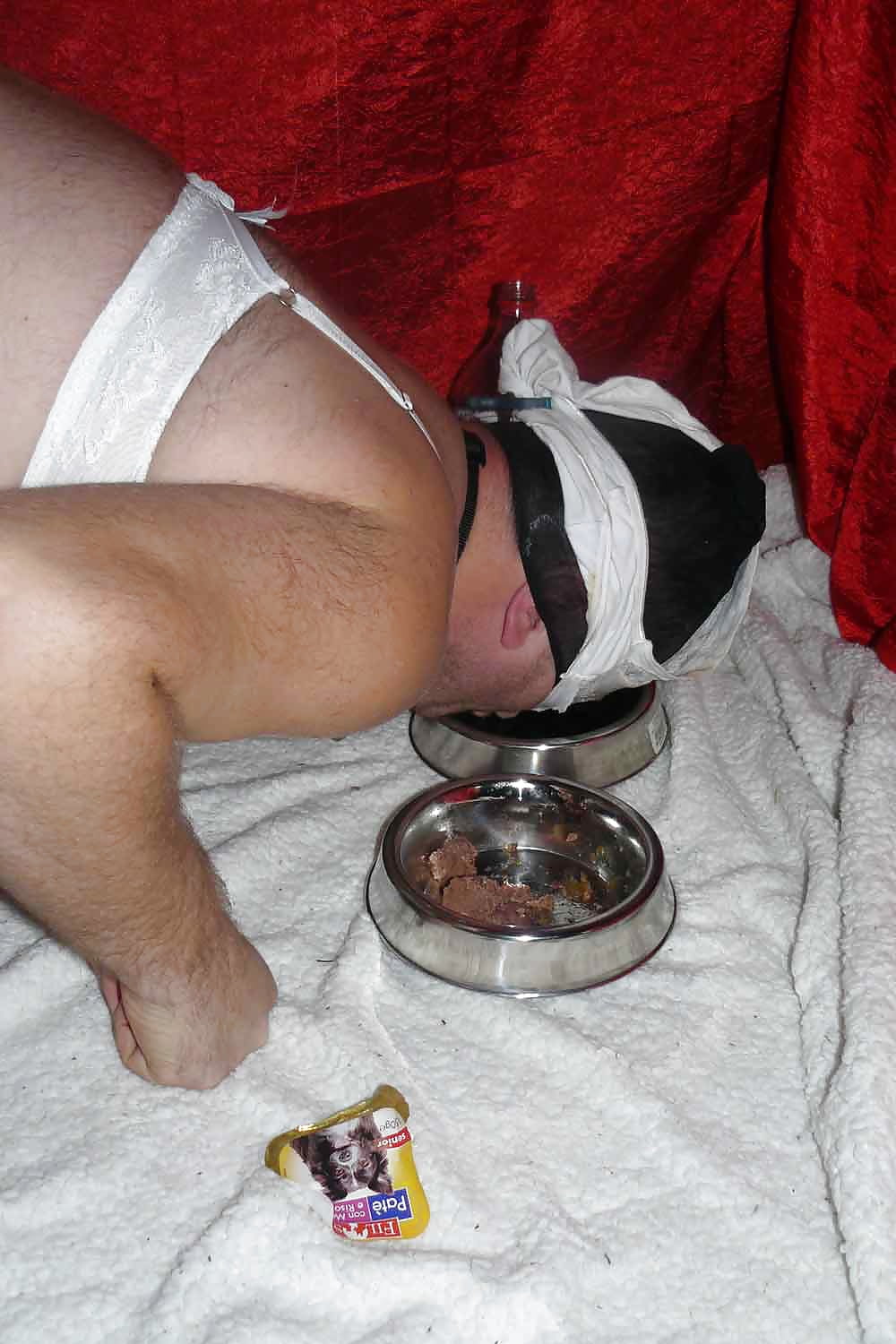 Sissy Doggie Eat Dogfood For Mistress Celine 4054279