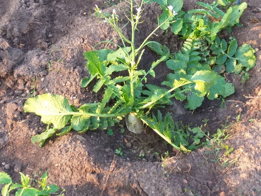 Lieblingsbeschäftigung in meinem Garten
 #94618930