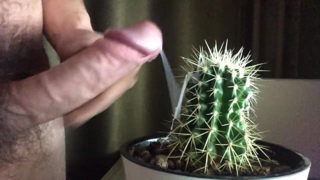 Chatte et bite sur cactus
 #89263885