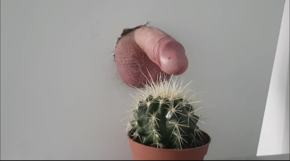 Chatte et bite sur cactus
 #89263915