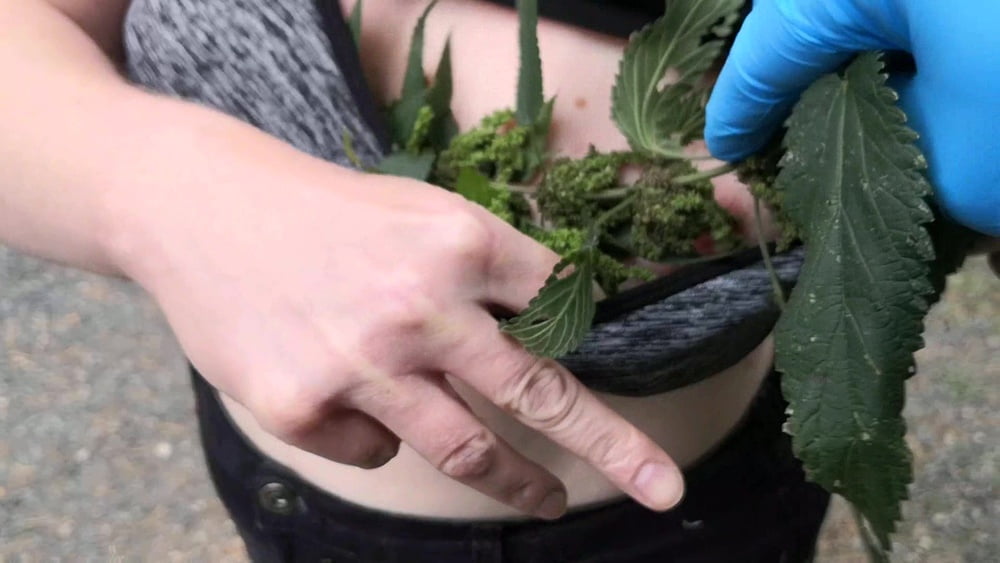 Nettles and other stuff in my bra and slip #106652438